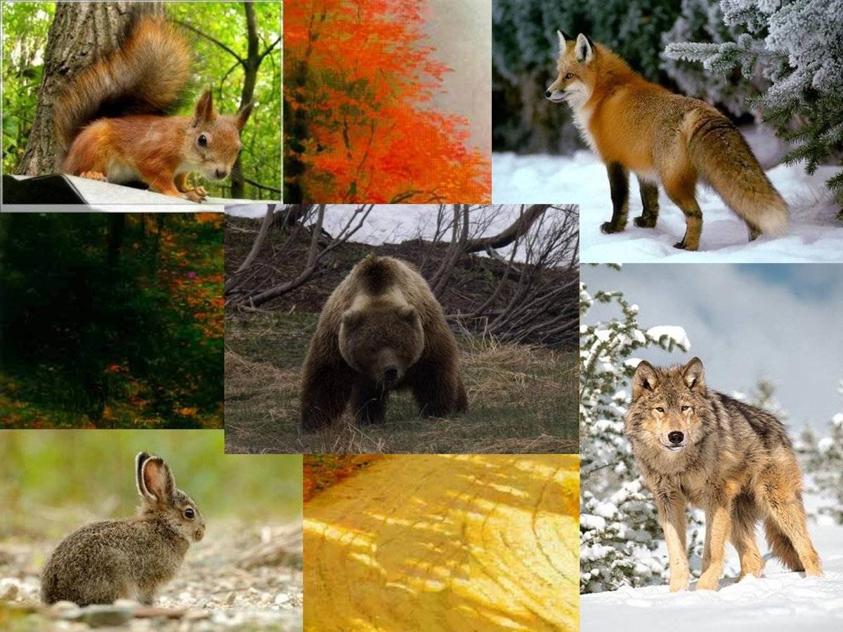 животные леса фото и названия