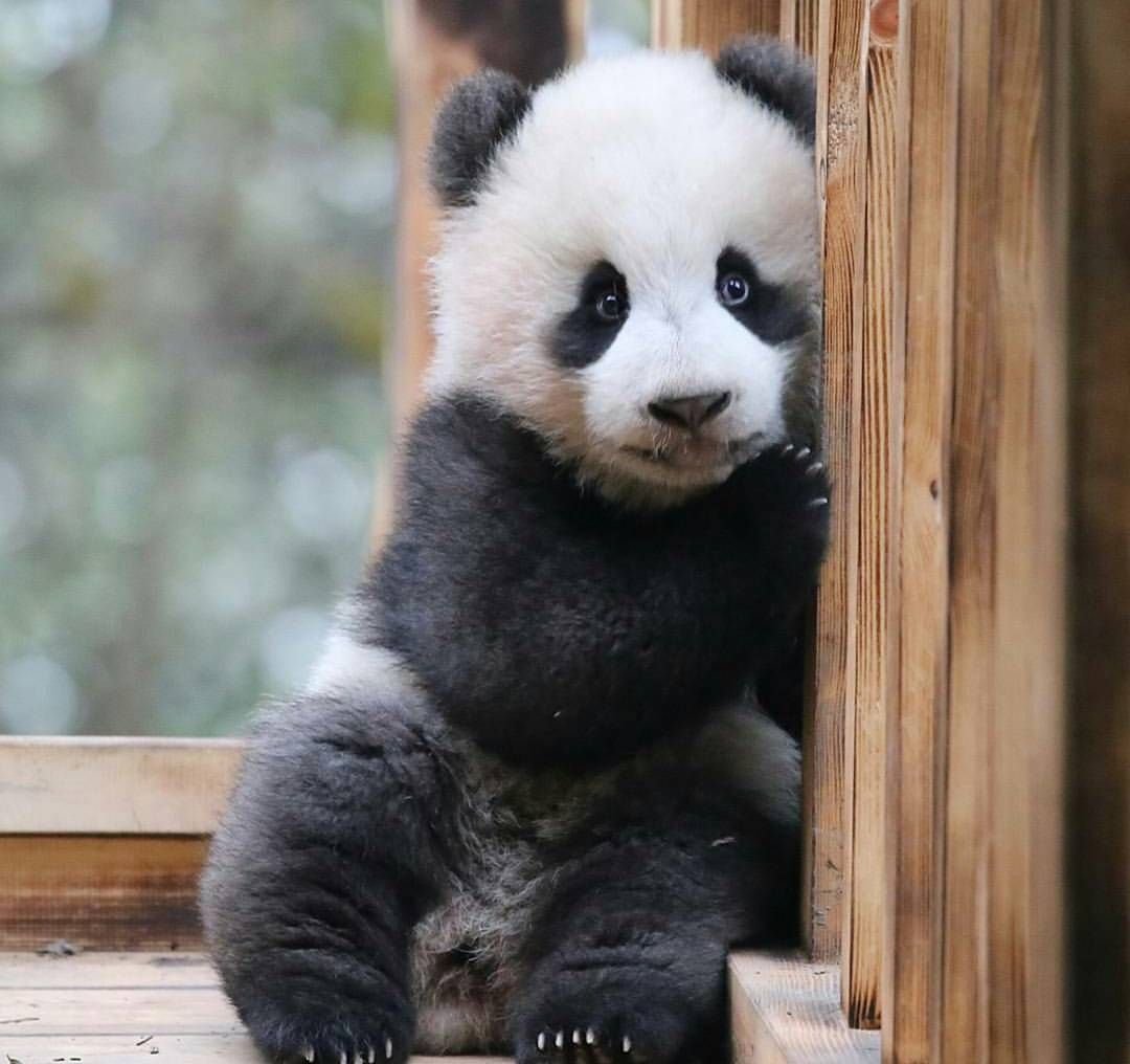 Домашняя Панда