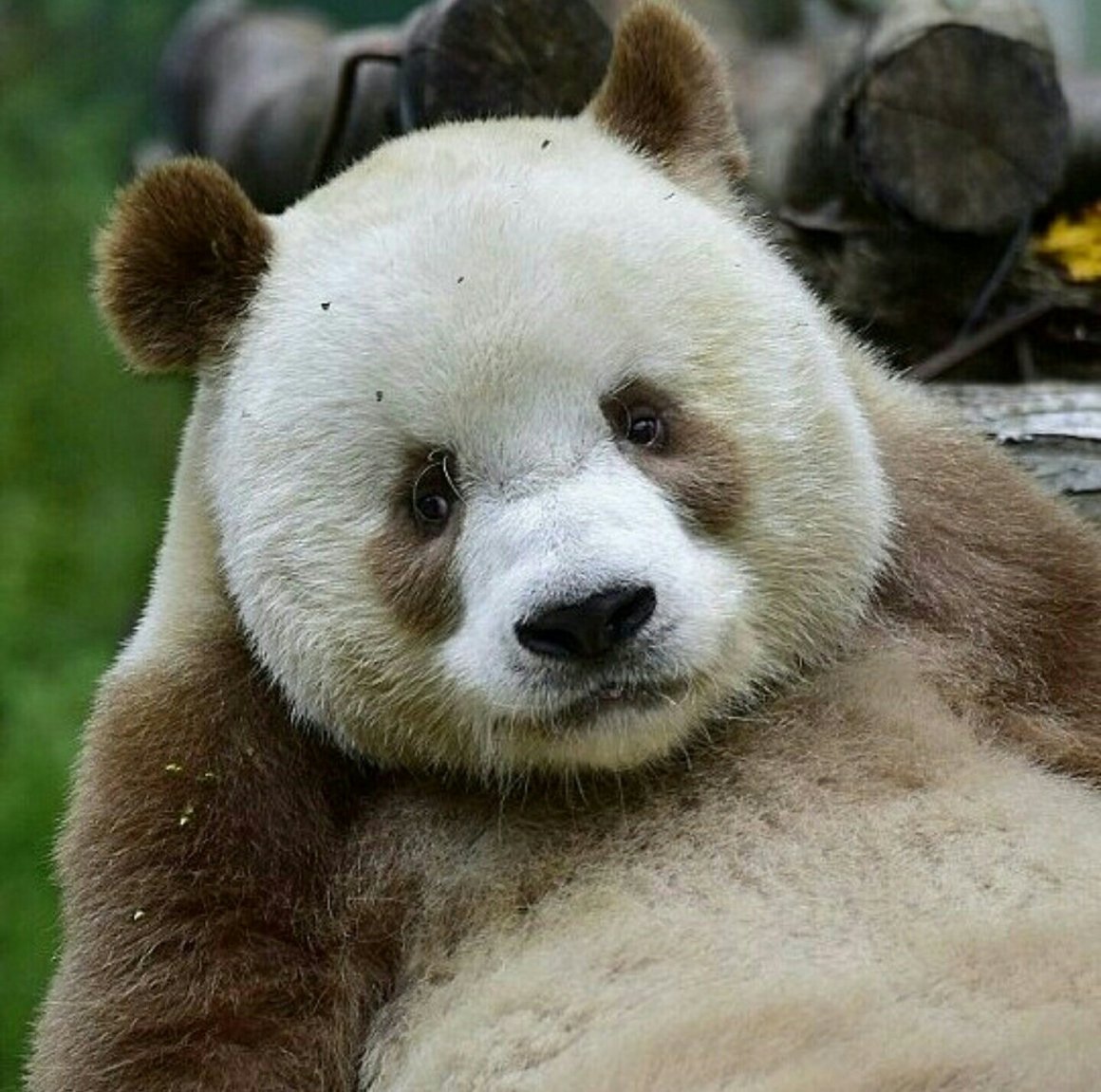 Панды в зоопарке Уэно