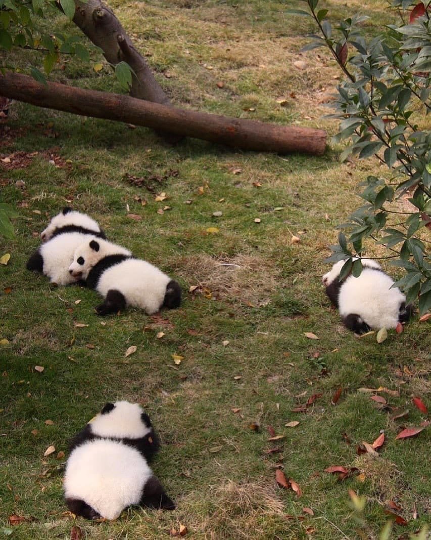 Панда Дикая жизнь