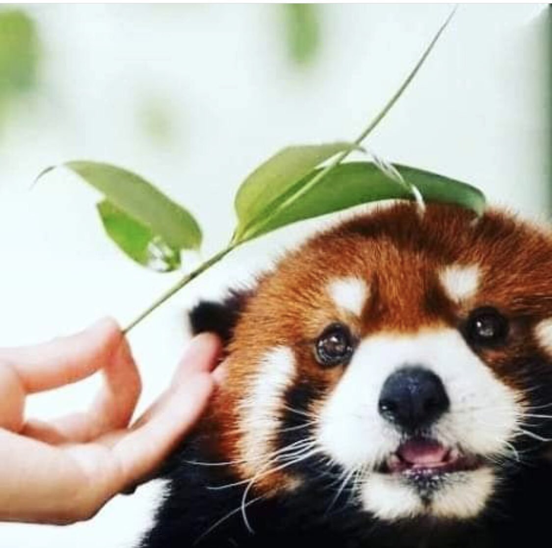 Рождение панды