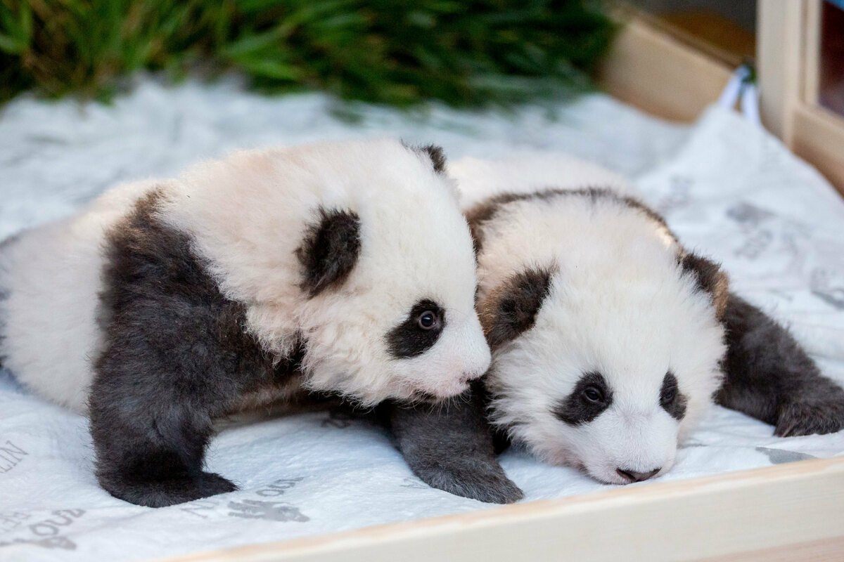 Пушистая Панда