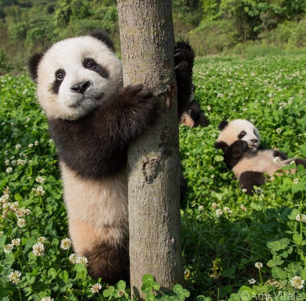 Dujiangyan Panda Base