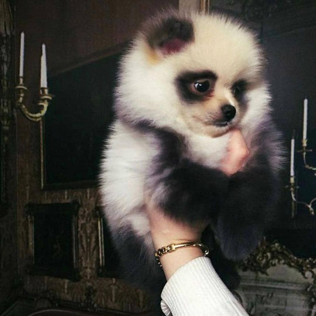 Померанский шпиц Панда