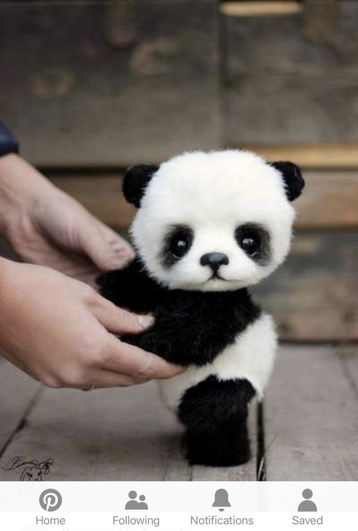 Маленькие панды