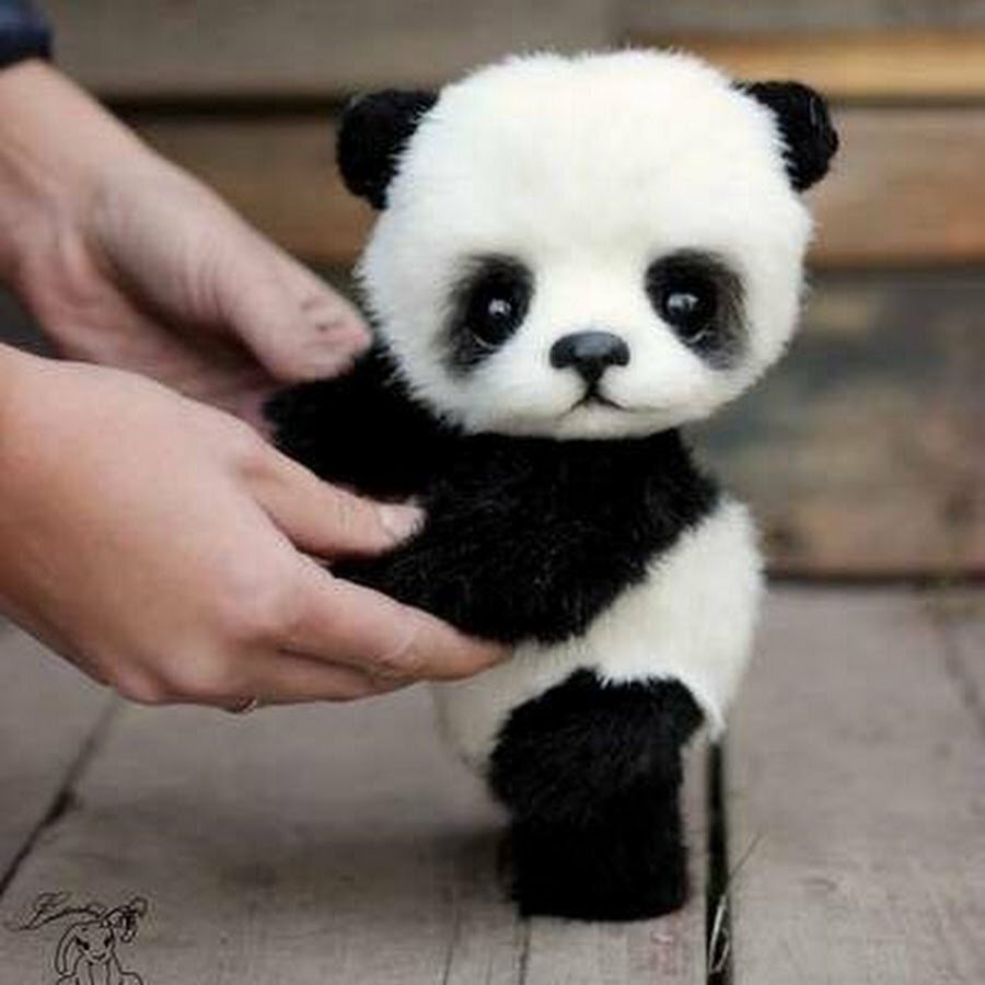 Маленькие панды