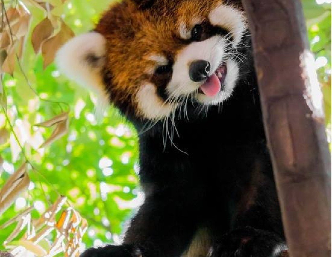 Гималайская красная Панда