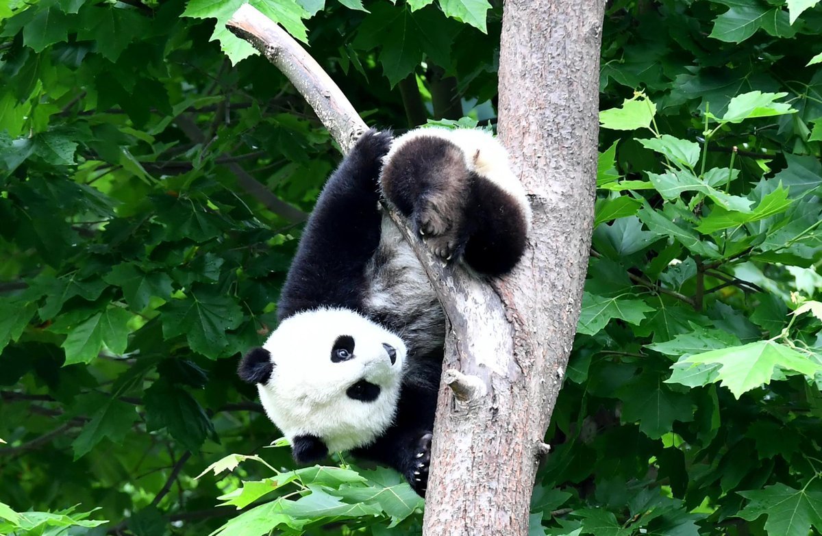 Большая Панда Детеныши