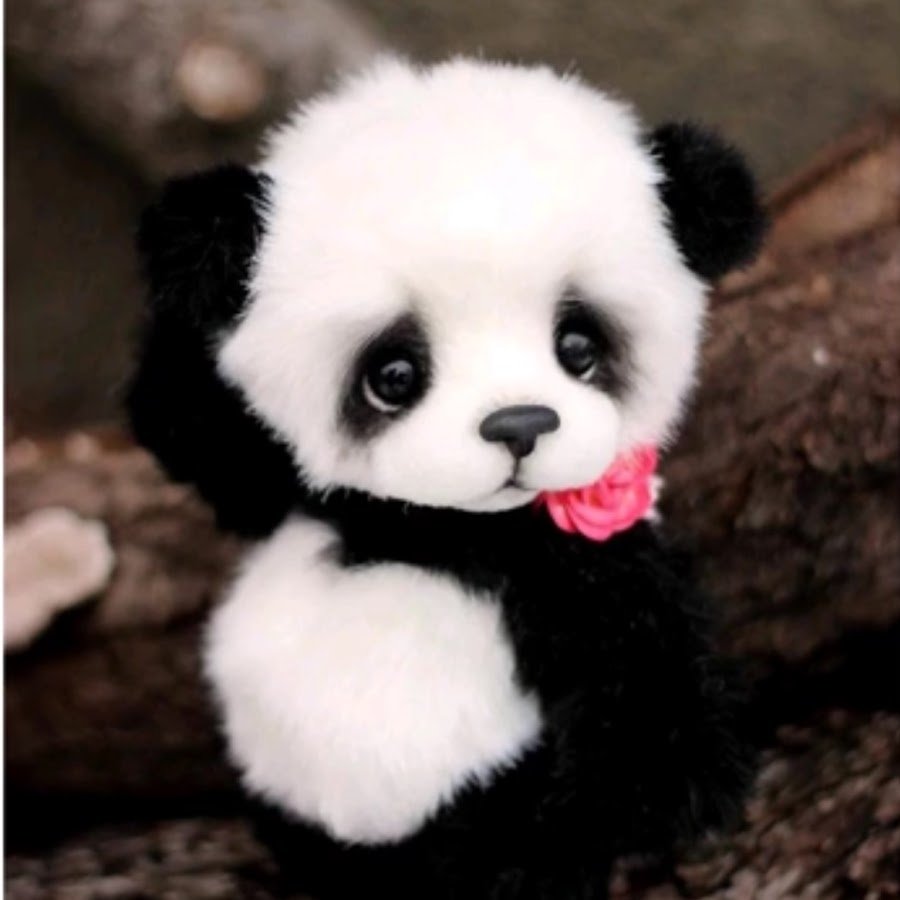 Самая красивая Панда