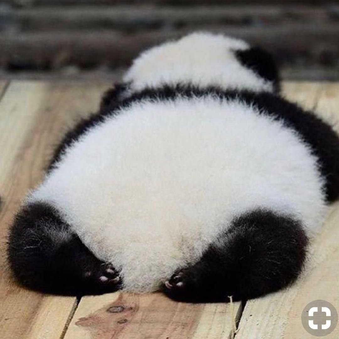 Пинь-Пинь Панда