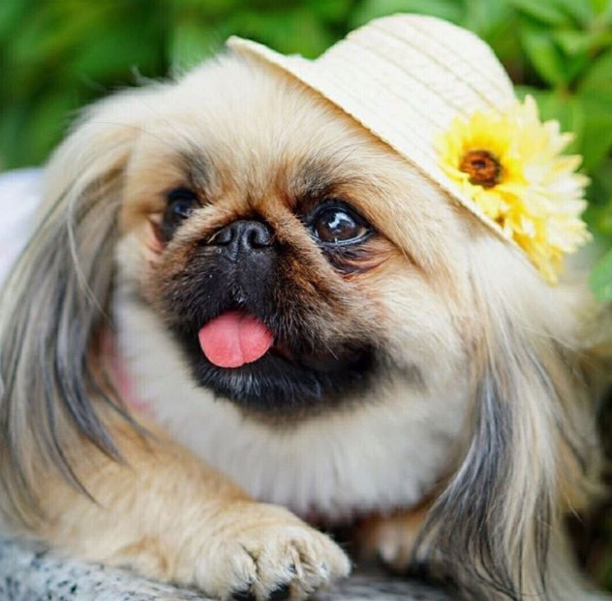 Королевский Пекинес