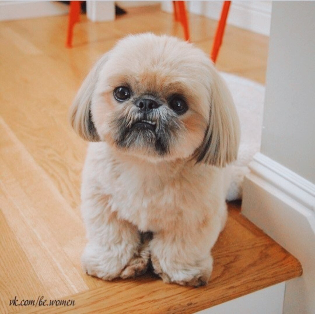 Стрижки для собак породы ши тцу