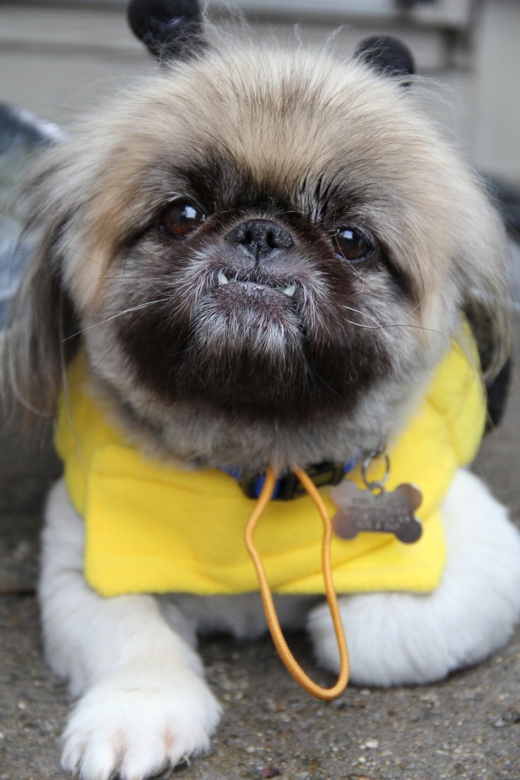 Пекинес щенок