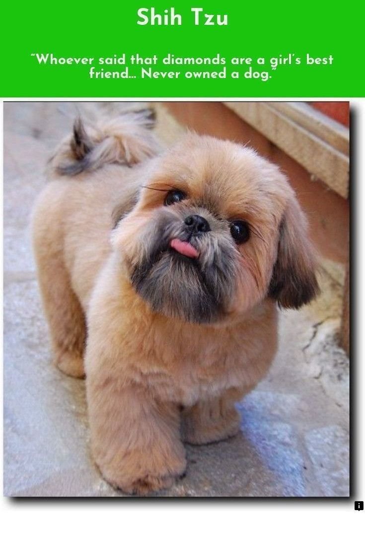 Стрижка пекинеса плюш