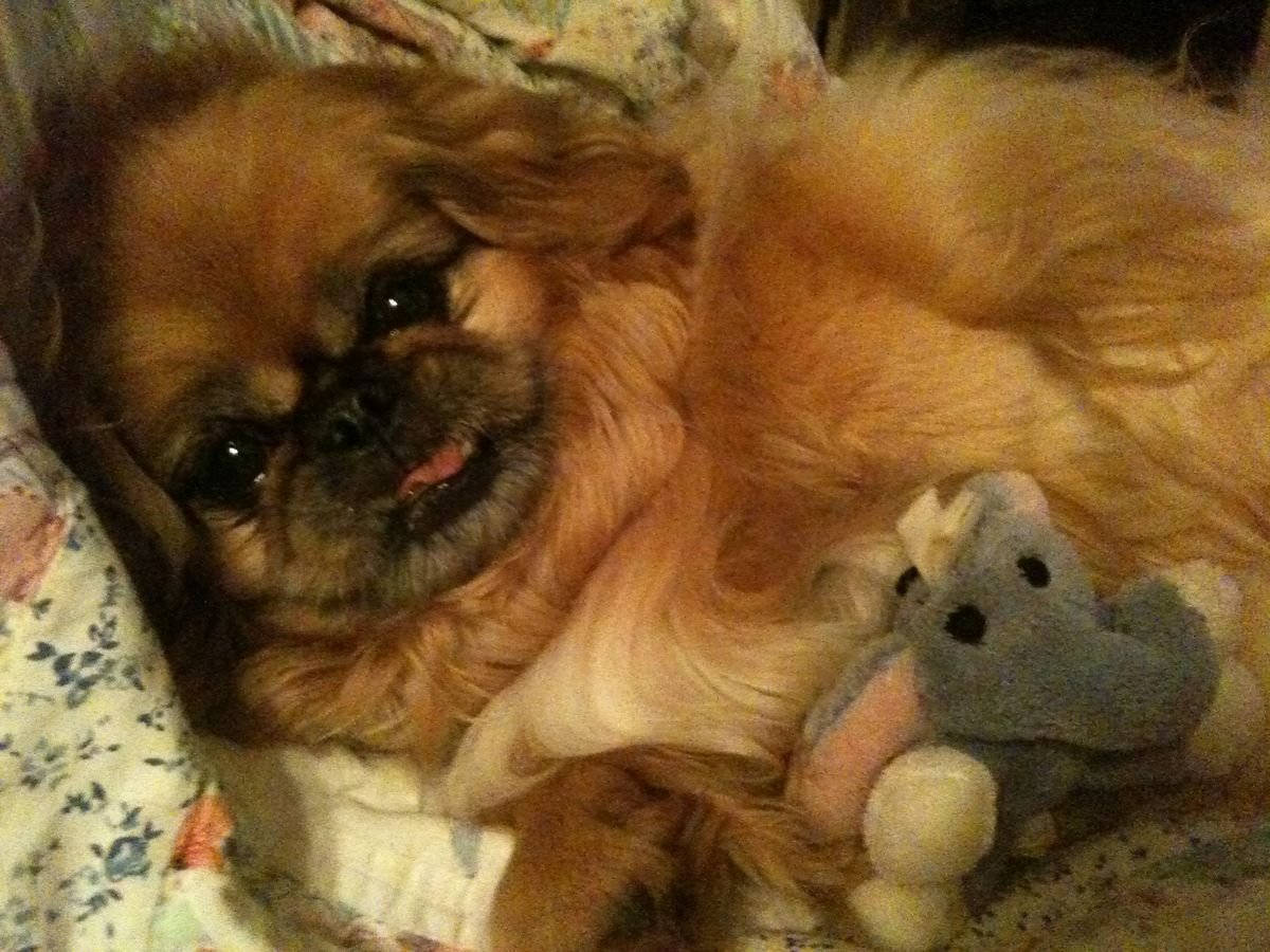 Рядом с пекинесом