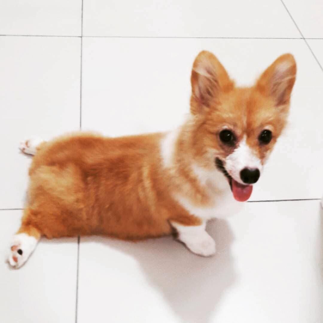 Корги пемброк Sploot