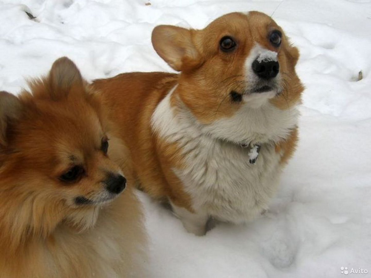 Вельш корги и померанский шпиц