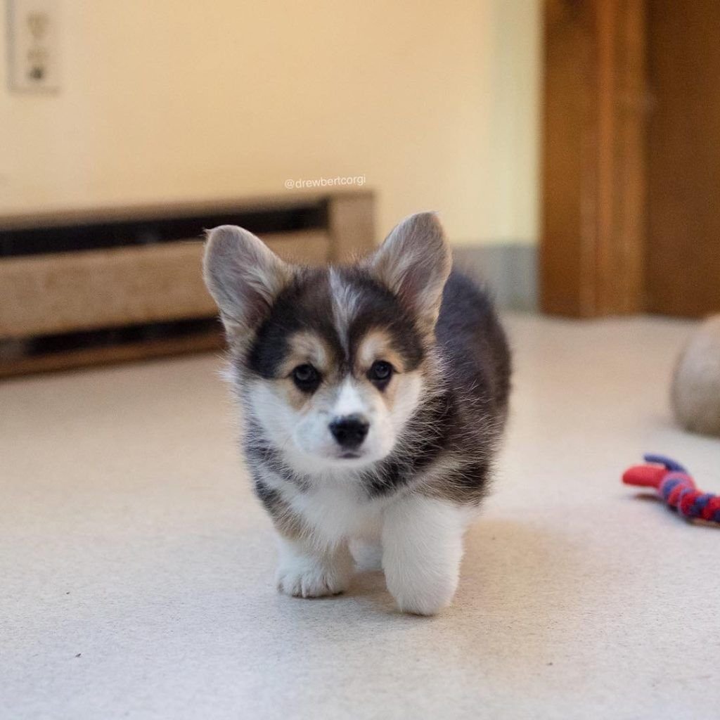 Щенки корги померанец