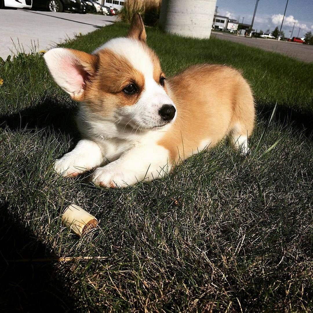 Корги Баффи