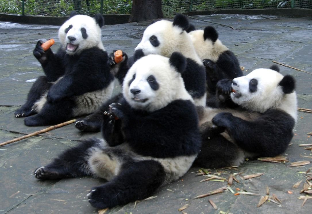 Панда прикол