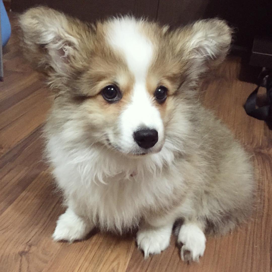 Метис корги и шпица