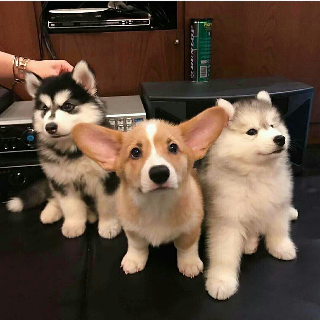 Корги и самоед