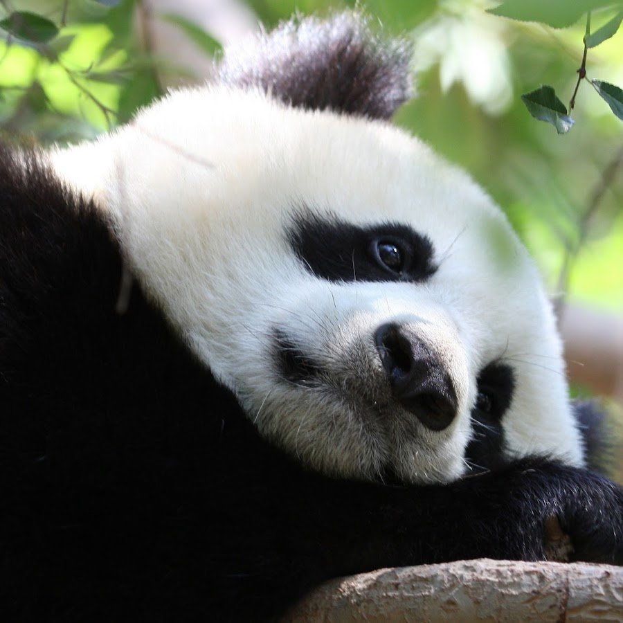 Панда утром