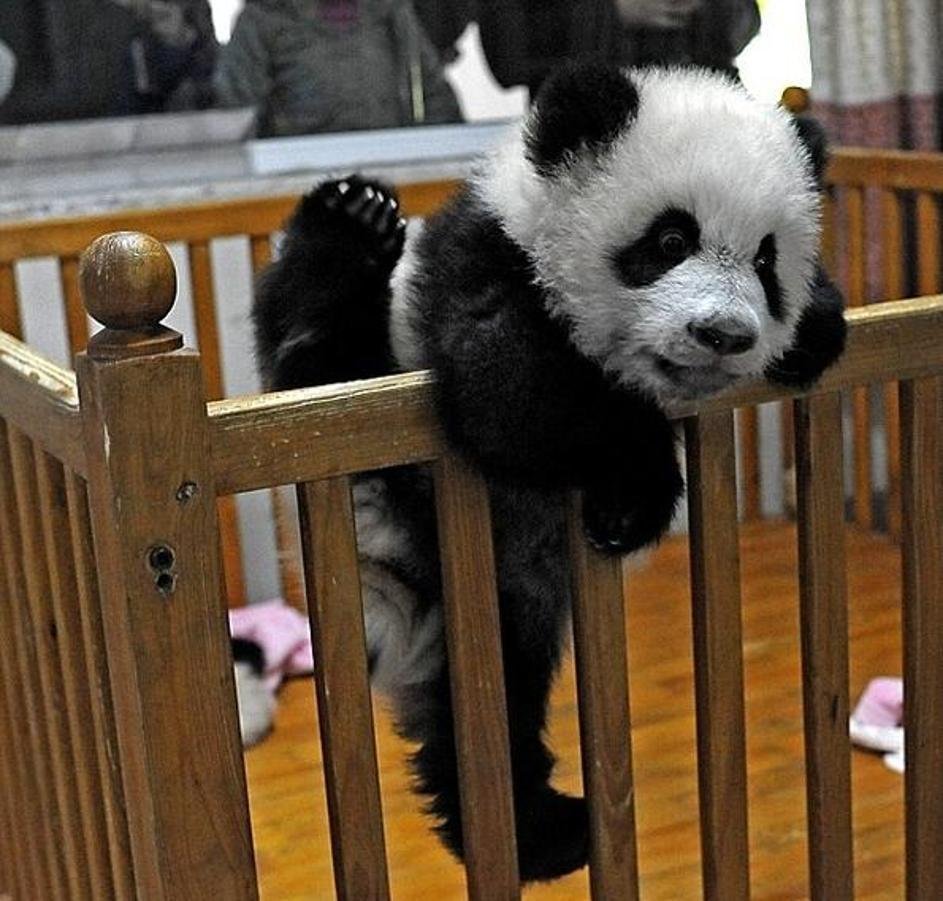 Панды с малышом