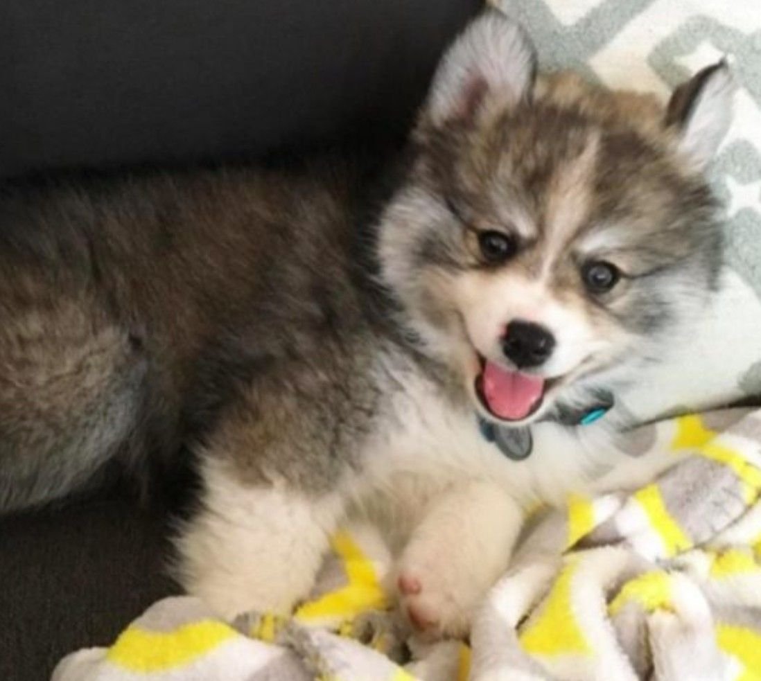 Помски Норман