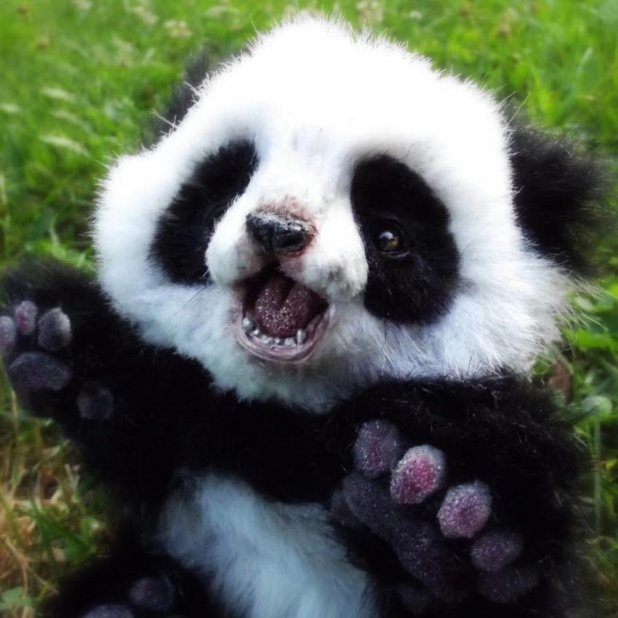 Смешные маленькие панды