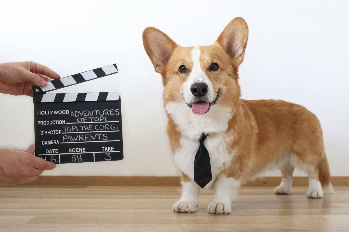 Корги и Анна чи