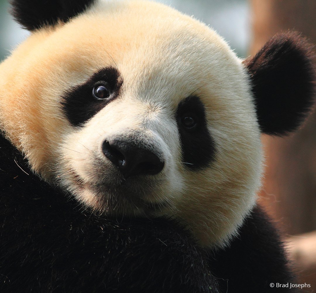 Панда машет лапой