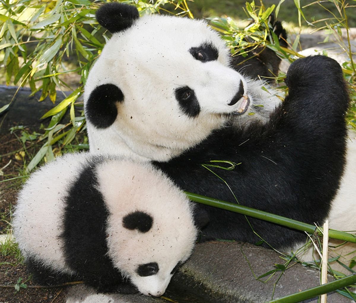 Панда в Японии