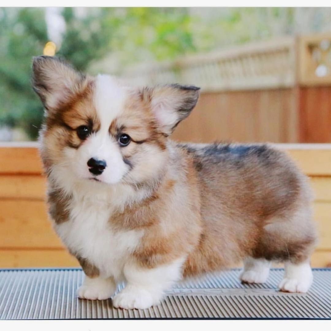 Вельш корги и шпиц