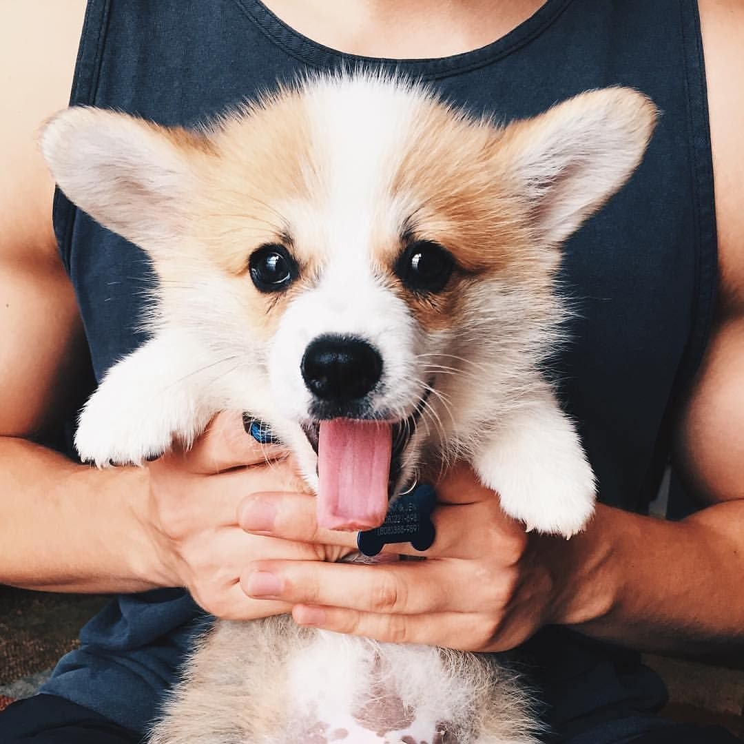 Корги и шпиц