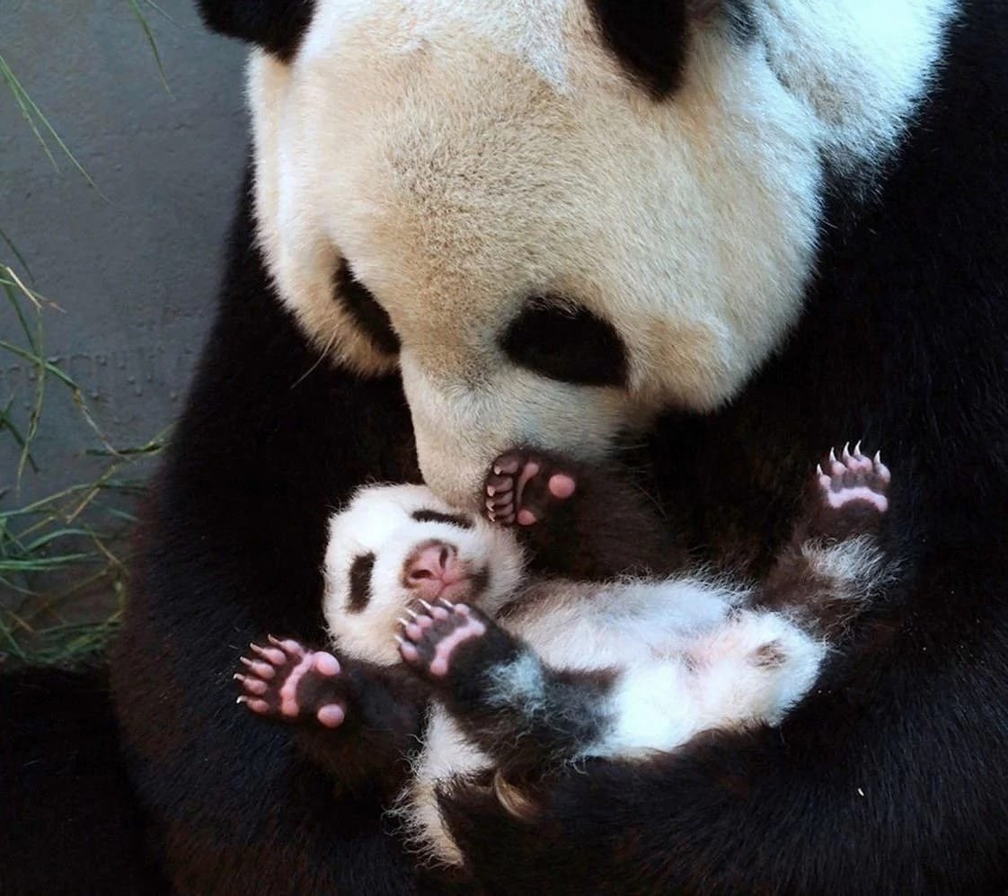 Большая Панда Детеныши
