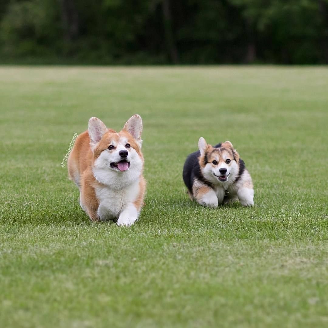 Вельш корги и померанский шпиц
