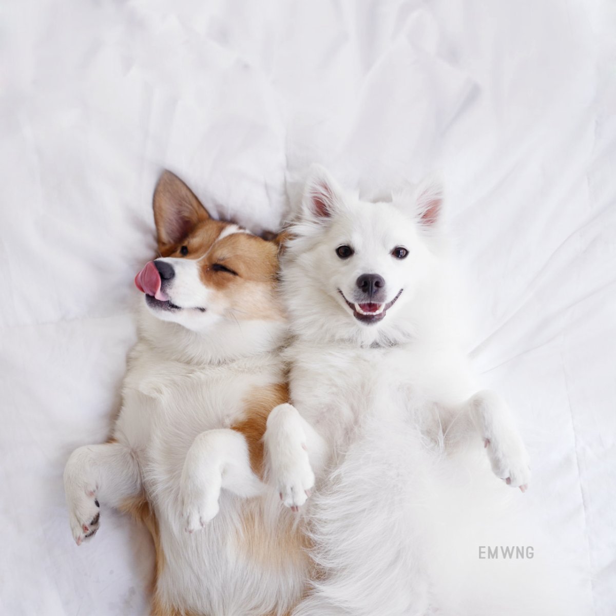 Японский шпиц и корги