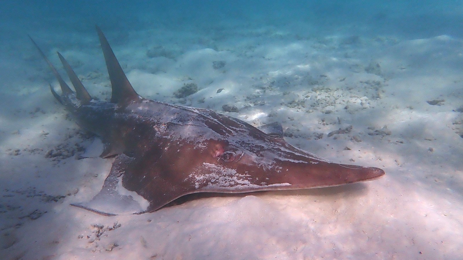Нападение мальдивы. Бэби Шарк на Мальдивах. Рифовые акулы на Мальдивах. Акула нянька на Мальдивах. Коричневая акула.