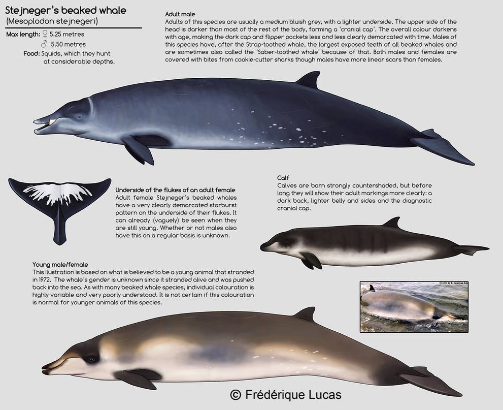 Зубастый Кашалот