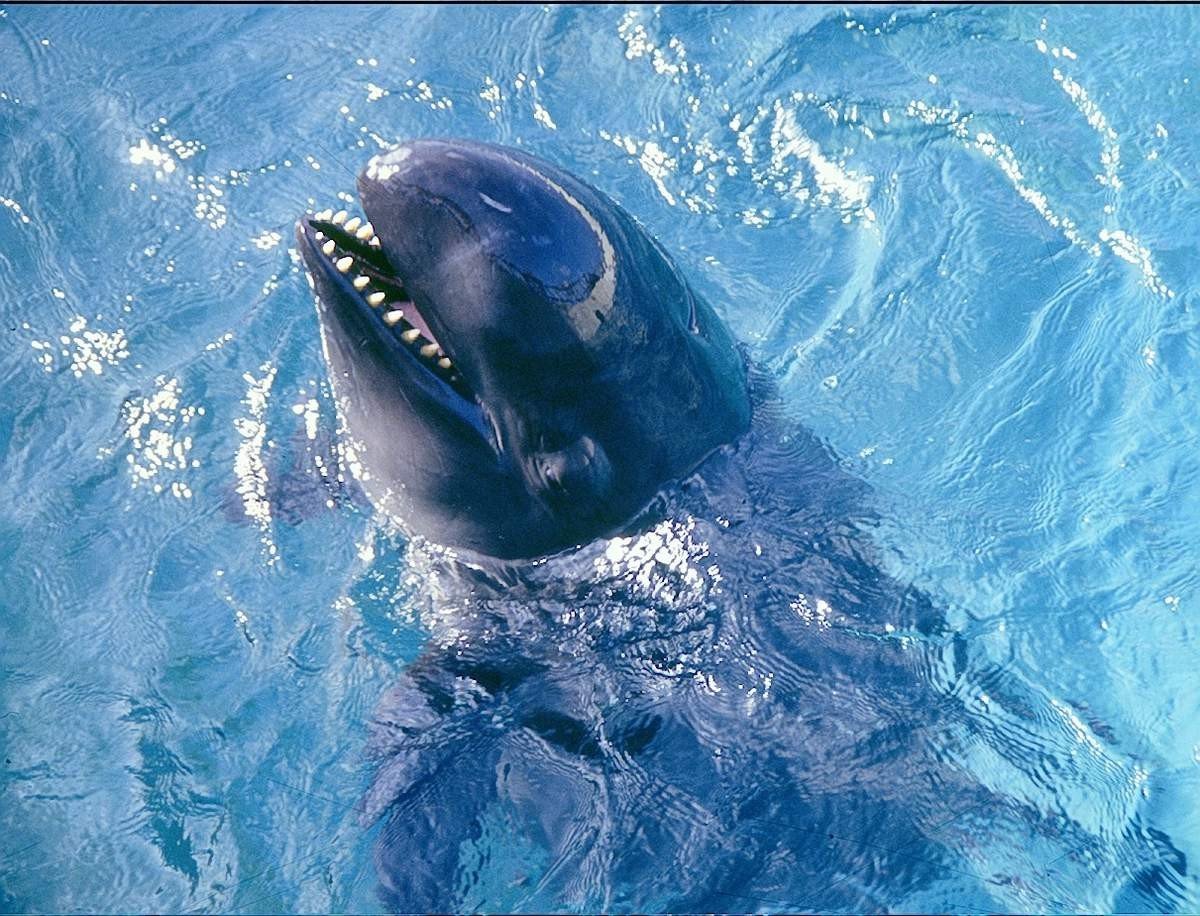 Гольфстрим Кашалот