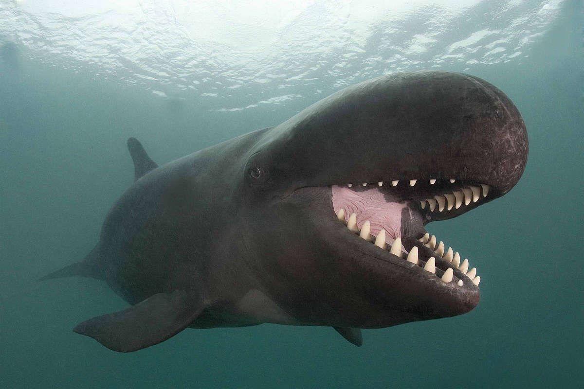 Малая косатка Pseudorca crassidens