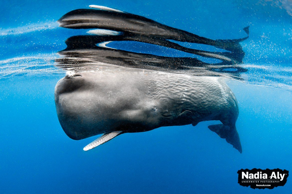 Кит Левиафан Мелвилла