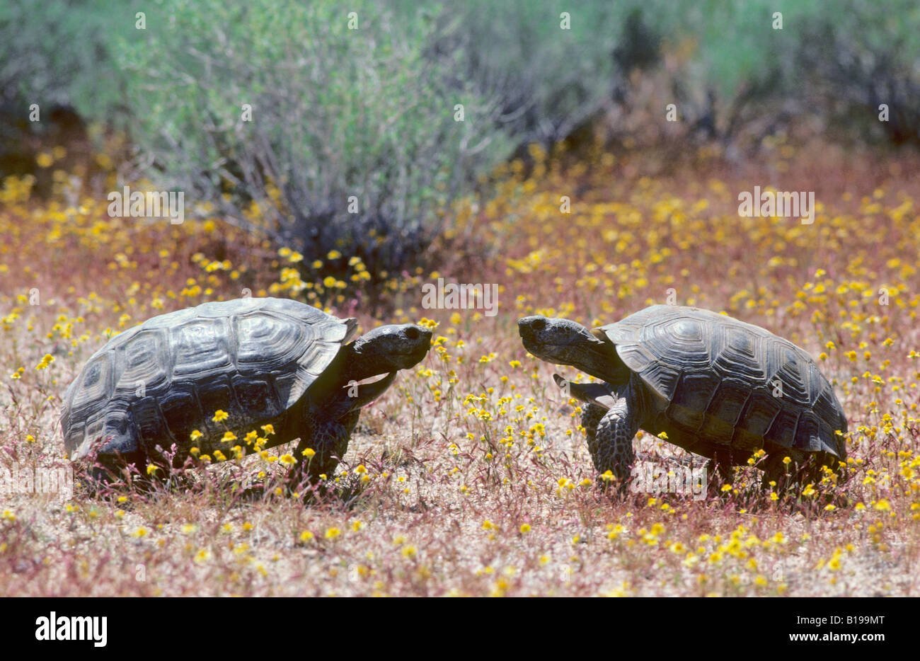 Черепахи пара. Среднеазиатская красноухая черепаха. Степная сухопутная черепаха. Пресноводные черепахи Северной Америки.