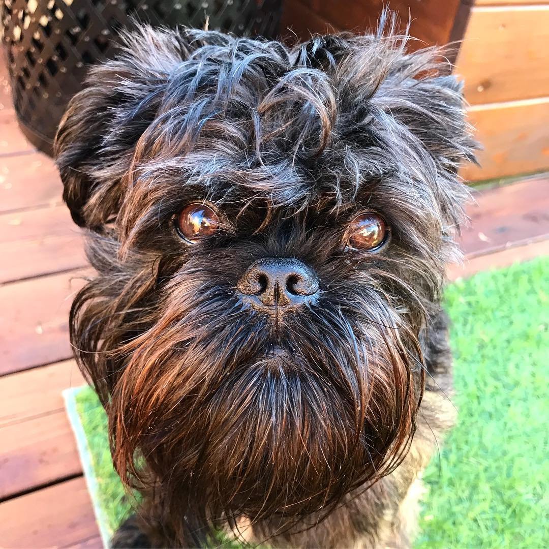 Аффенпинчер Джек Николсон