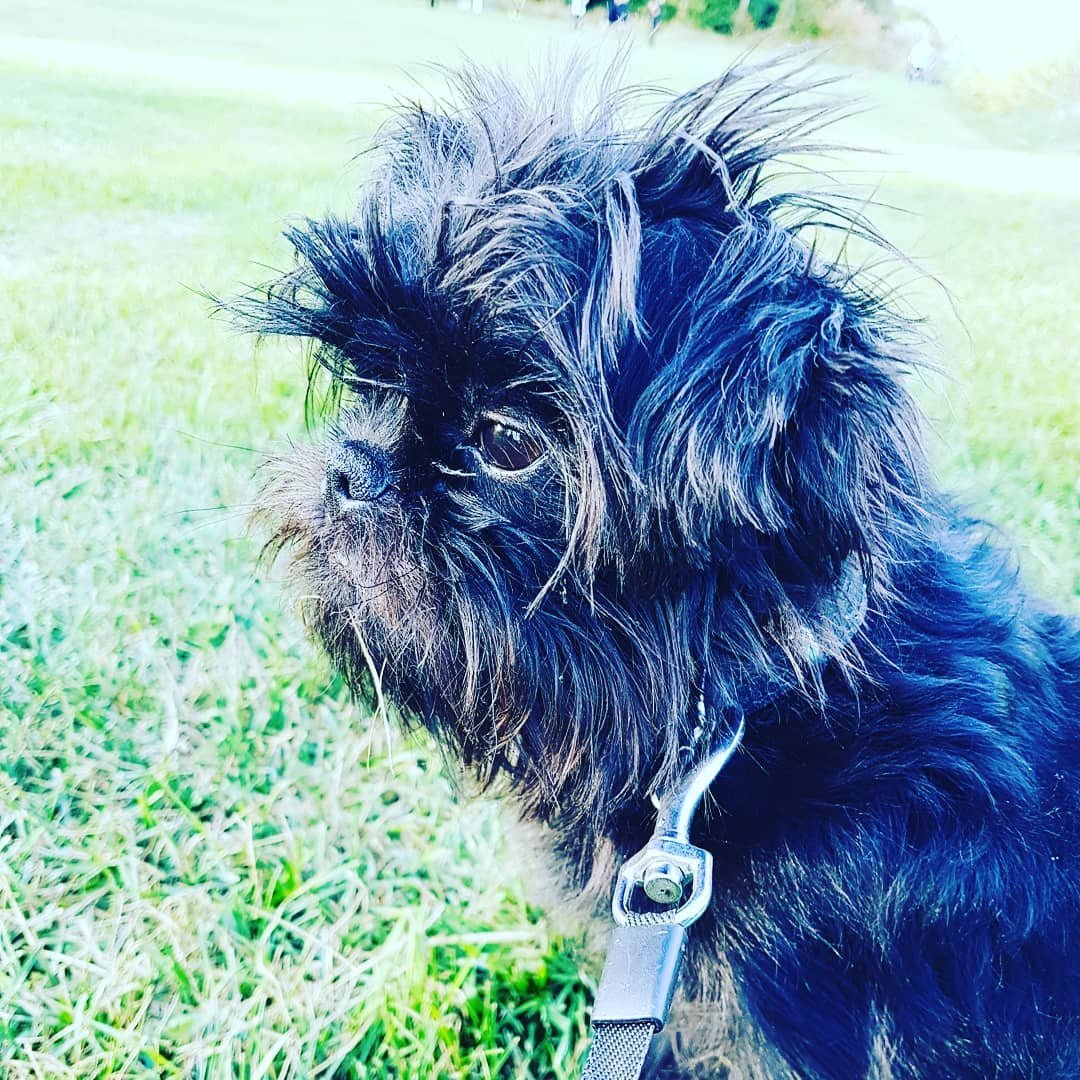 Аффенпинчер vs гриффон