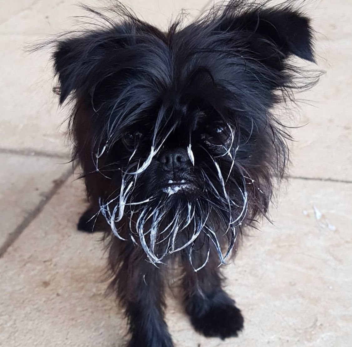 Бельгийский гриффон Урфин