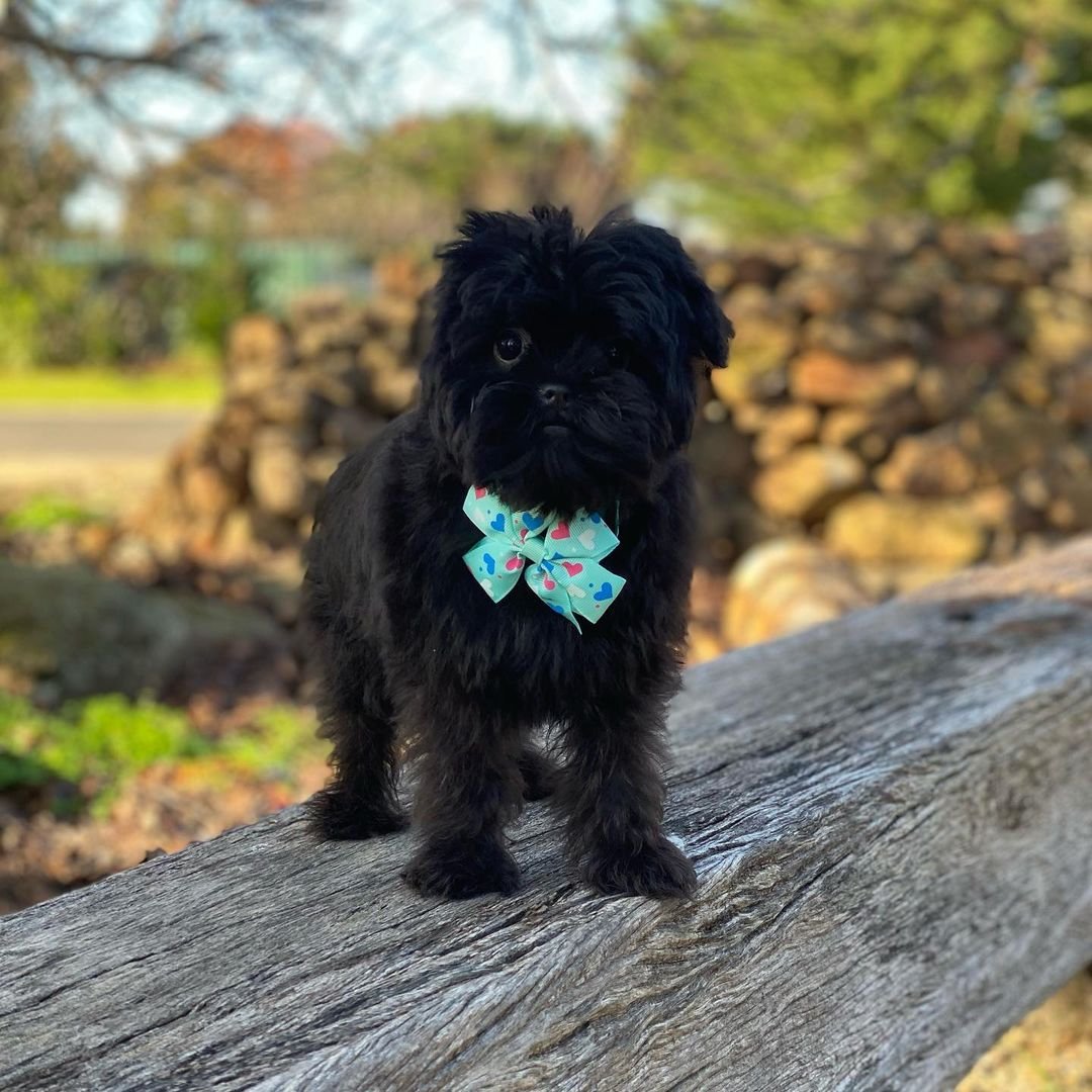 Аффенпинчер Папильон