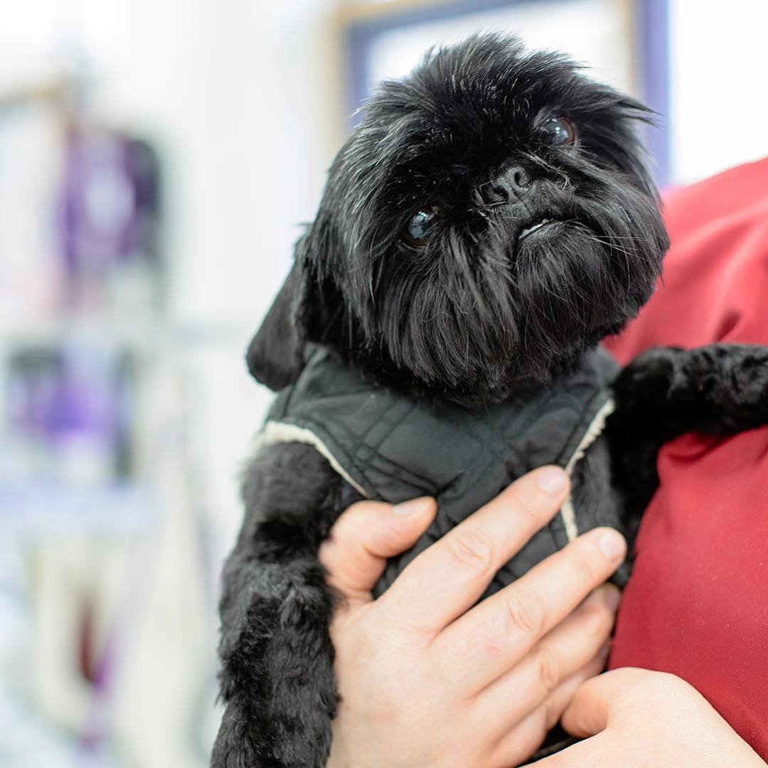 Аффенпинчер и Брюссельский гриффон