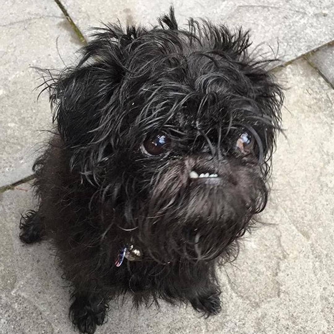 Брюссельский Грифон черный